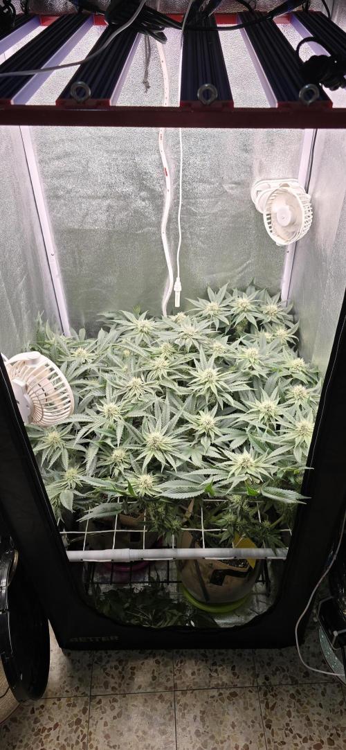 Wrank R2 microgrower's pheno-hunting. Week 11