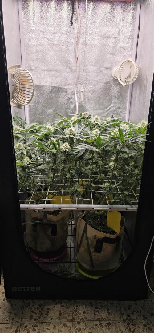 Wrank R2 microgrower's pheno-hunting. Week 11