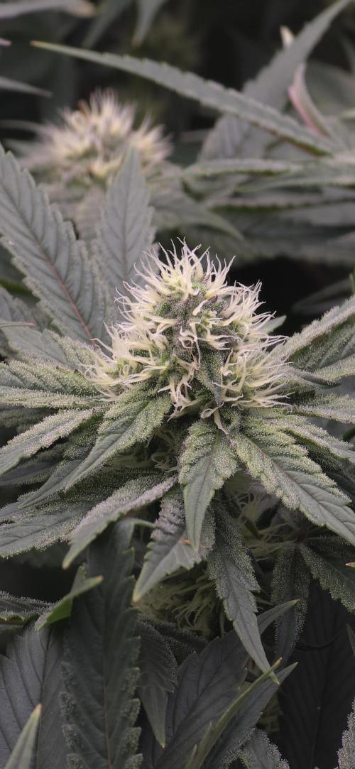 Wrank R2 microgrower's pheno-hunting. Week 11