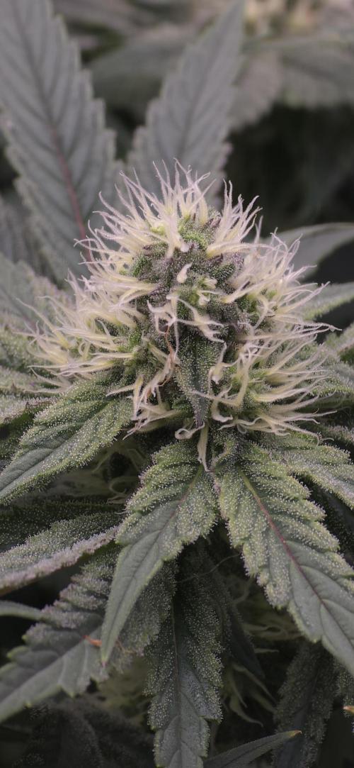 Wrank R2 microgrower's pheno-hunting. Week 11