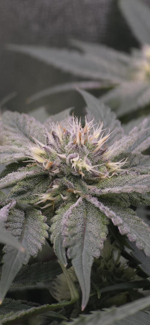Wrank R2 microgrower's pheno-hunting. Week 11