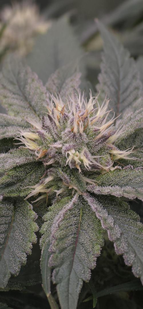 Wrank R2 microgrower's pheno-hunting. Week 11