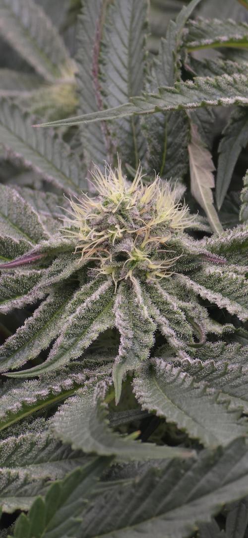 Wrank R2 microgrower's pheno-hunting. Week 11
