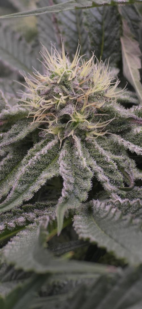 Wrank R2 microgrower's pheno-hunting. Week 11