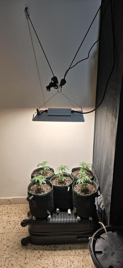 Wrank R2 microgrower's pheno-hunting. Week 11