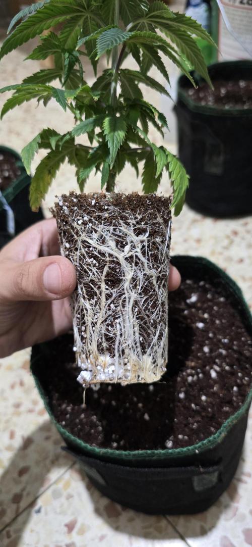 Wrank R2 microgrower's pheno-hunting. Week 11