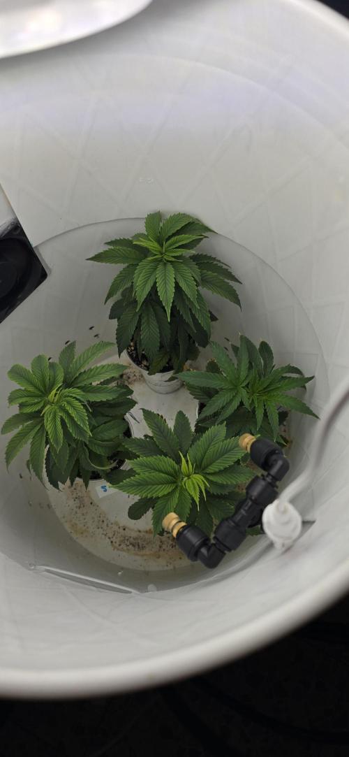 Wrank R2 microgrower's pheno-hunting. Week 11