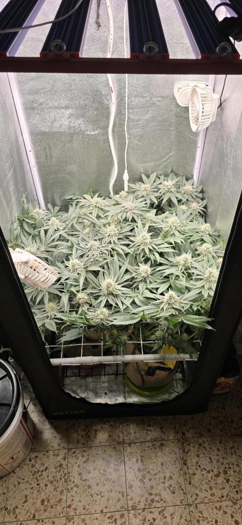 Wrank R2 microgrower's pheno-hunting. Week 12