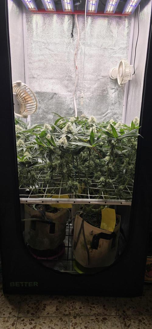 Wrank R2 microgrower's pheno-hunting. Week 12
