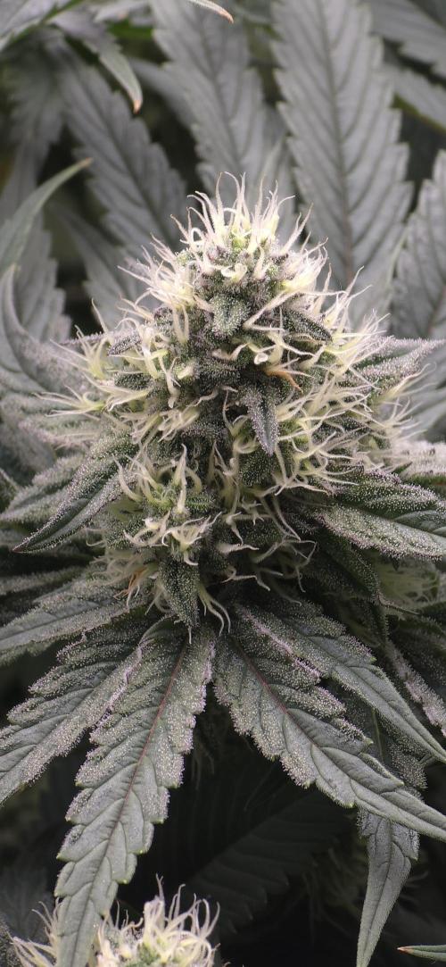 Wrank R2 microgrower's pheno-hunting. Week 12