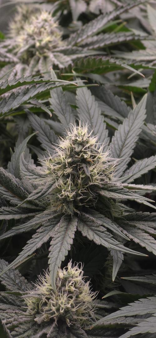 Wrank R2 microgrower's pheno-hunting. Week 12