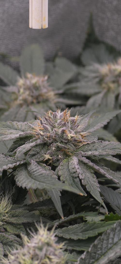 Wrank R2 microgrower's pheno-hunting. Week 12