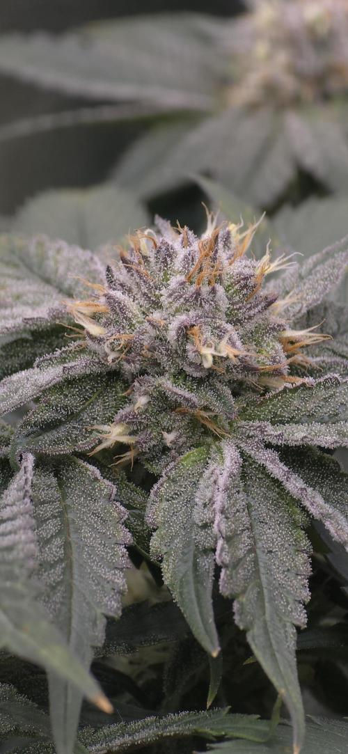 Wrank R2 microgrower's pheno-hunting. Week 12