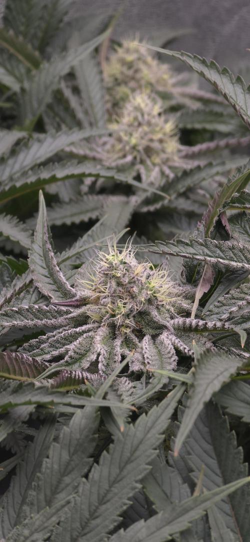 Wrank R2 microgrower's pheno-hunting. Week 12