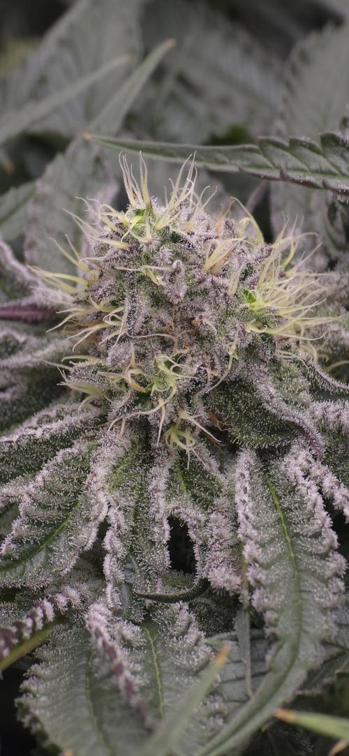Wrank R2 microgrower's pheno-hunting. Week 12