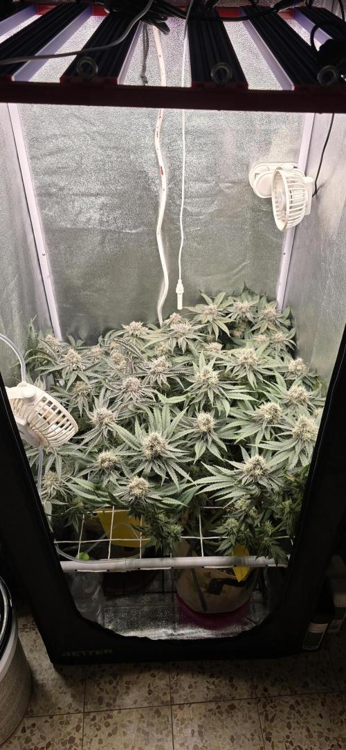 Wrank R2 microgrower's pheno-hunting. Week 13