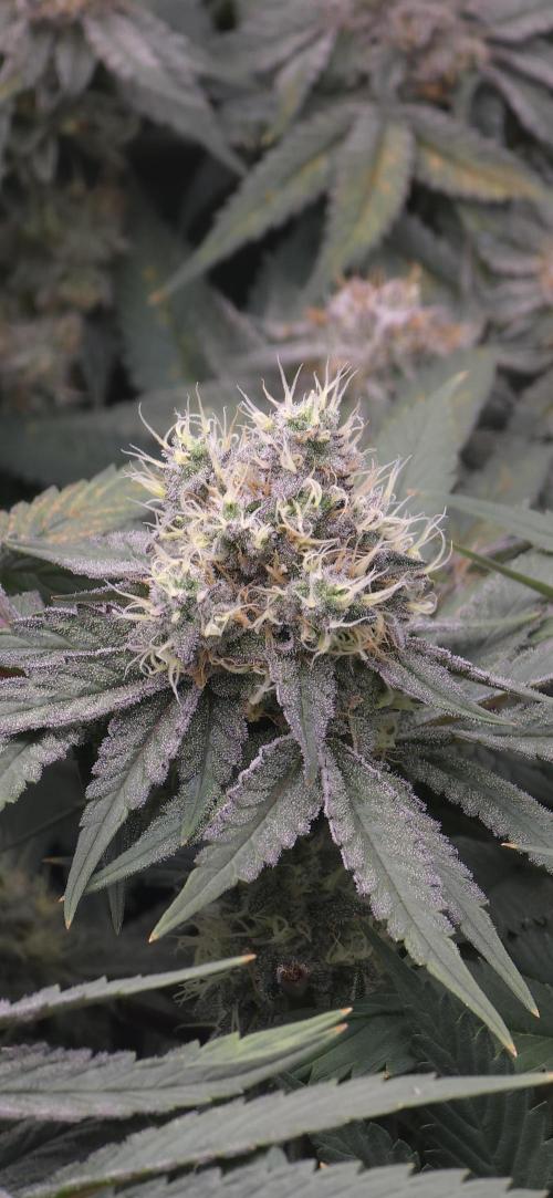 Wrank R2 microgrower's pheno-hunting. Week 13