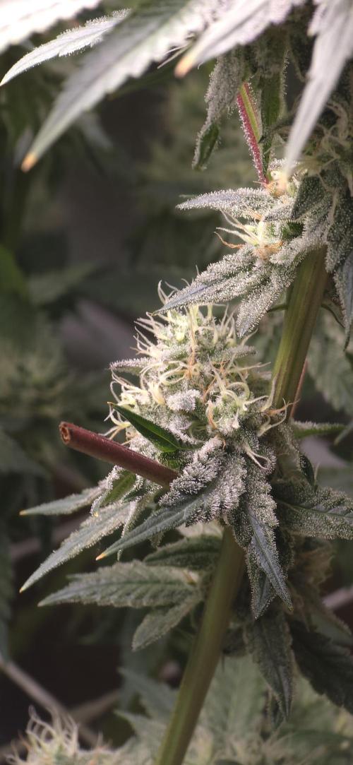 Wrank R2 microgrower's pheno-hunting. Week 13