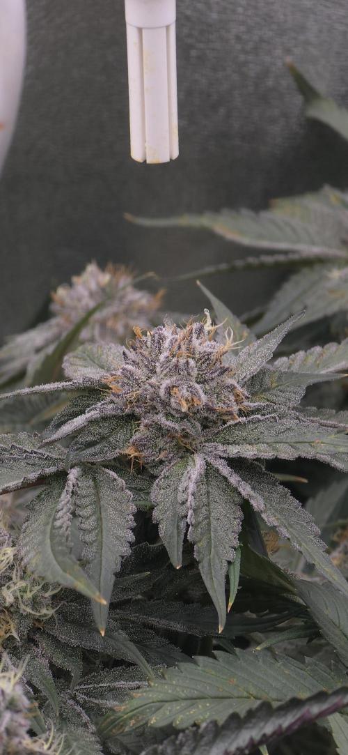 Wrank R2 microgrower's pheno-hunting. Week 13