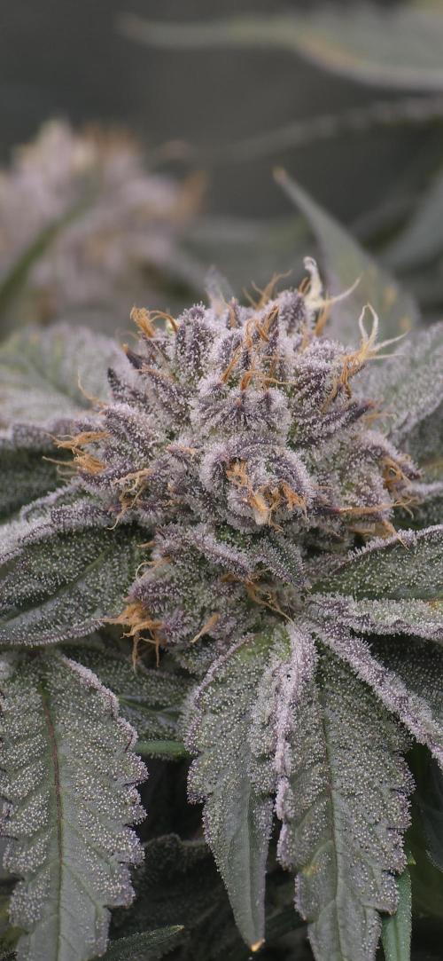 Wrank R2 microgrower's pheno-hunting. Week 13