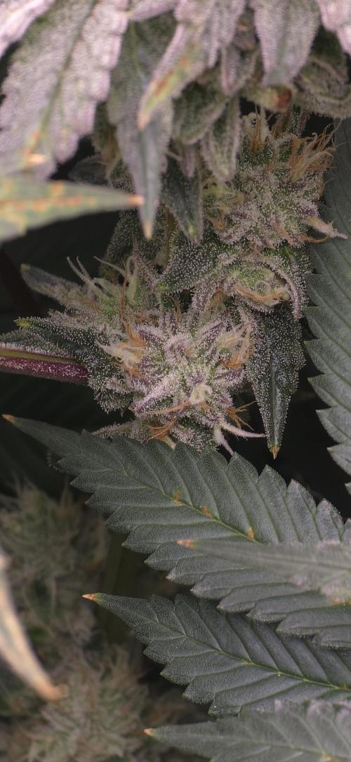 Wrank R2 microgrower's pheno-hunting. Week 13