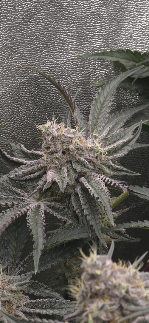 Wrank R2 microgrower's pheno-hunting. Week 13