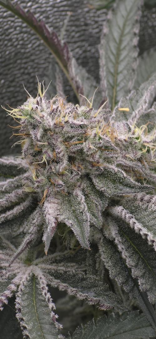 Wrank R2 microgrower's pheno-hunting. Week 13