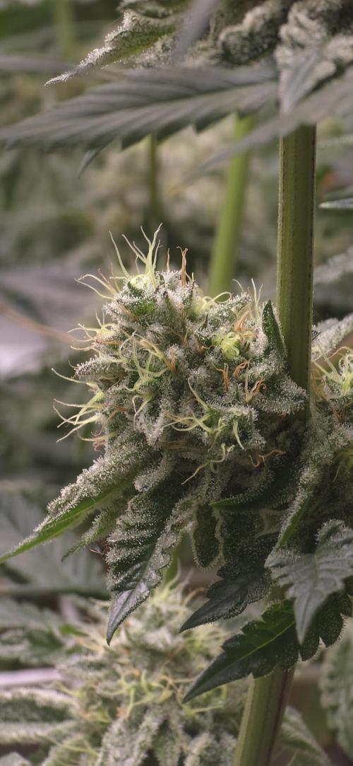 Wrank R2 microgrower's pheno-hunting. Week 13