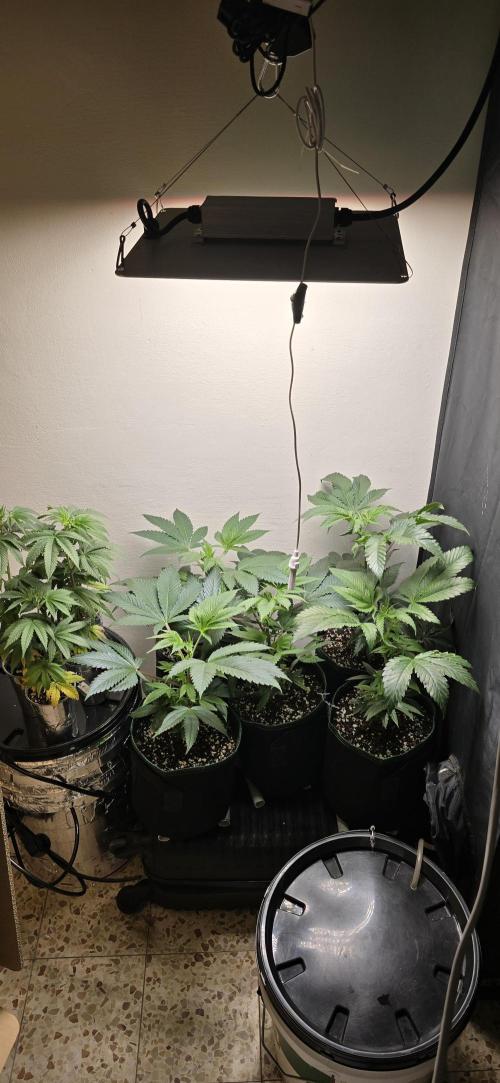 Wrank R2 microgrower's pheno-hunting. Week 13