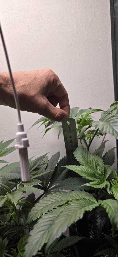Wrank R2 microgrower's pheno-hunting. Week 13