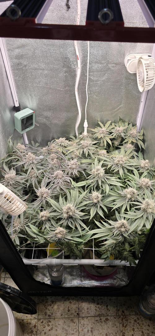 Wrank R2 microgrower's pheno-hunting. Week 14
