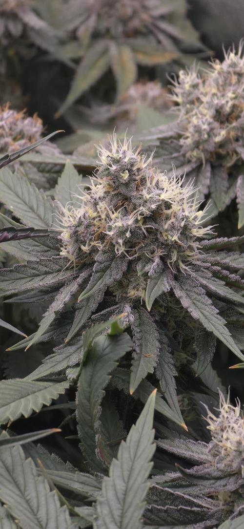 Wrank R2 microgrower's pheno-hunting. Week 14