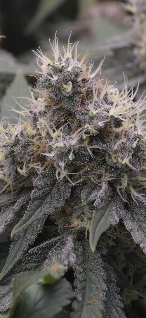 Wrank R2 microgrower's pheno-hunting. Week 14