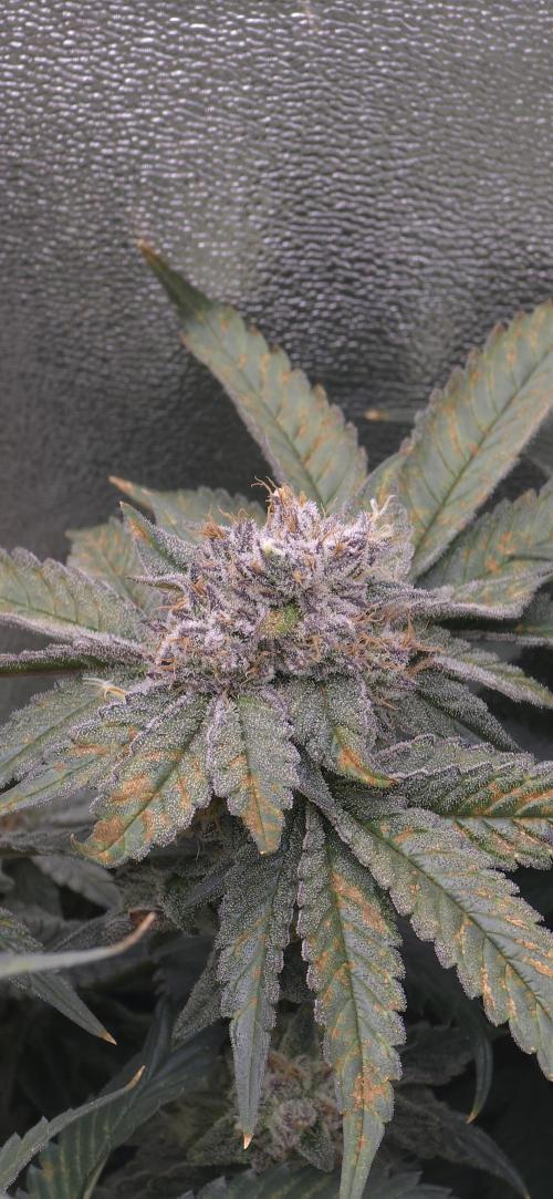 Wrank R2 microgrower's pheno-hunting. Week 14