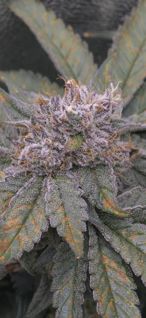 Wrank R2 microgrower's pheno-hunting. Week 14