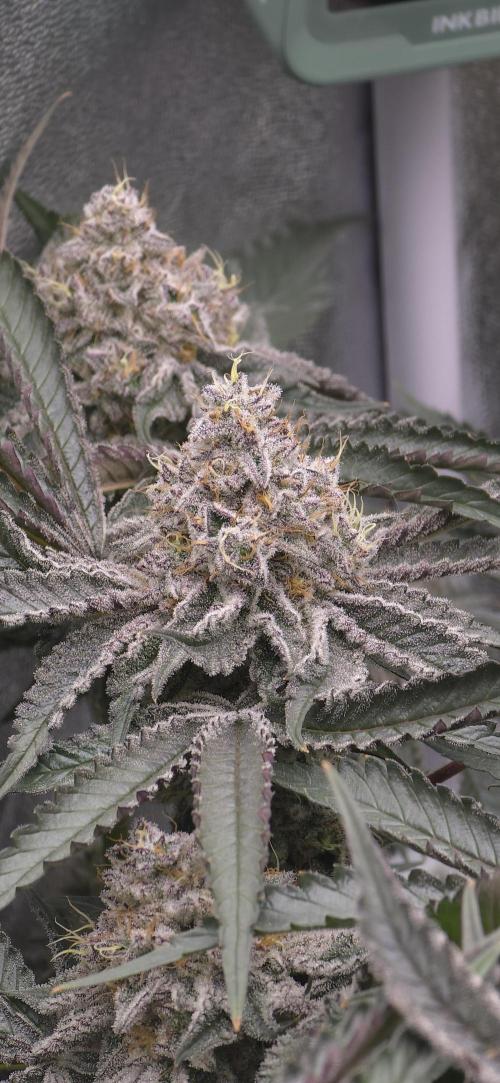 Wrank R2 microgrower's pheno-hunting. Week 14