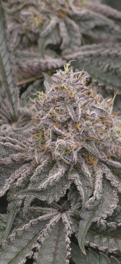 Wrank R2 microgrower's pheno-hunting. Week 14