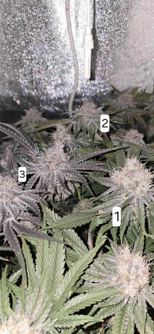 Wrank R2 microgrower's pheno-hunting. Week 15