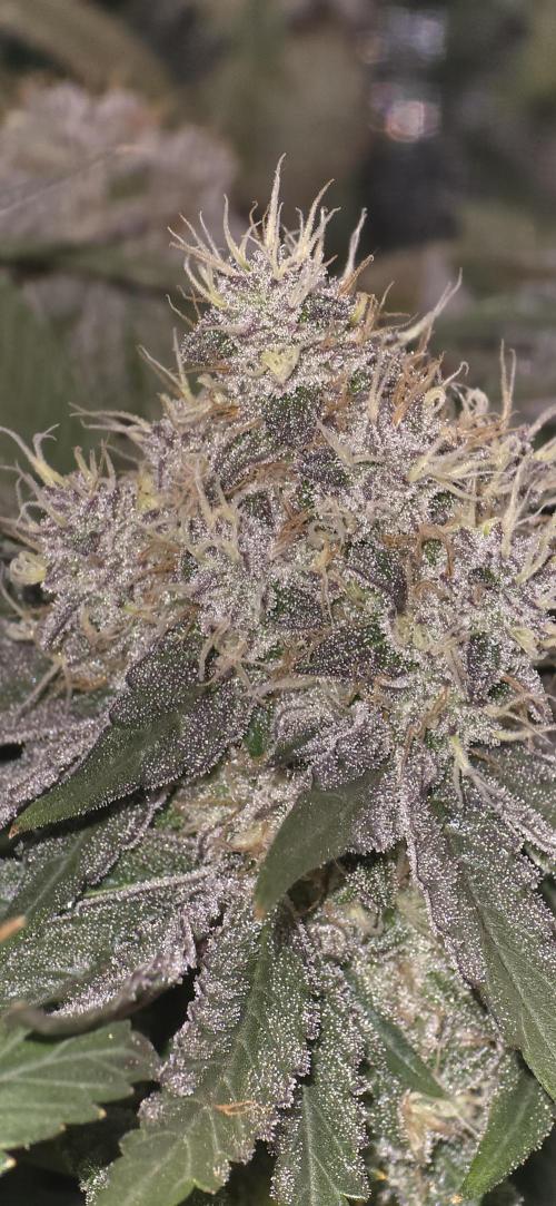 Wrank R2 microgrower's pheno-hunting. Week 15
