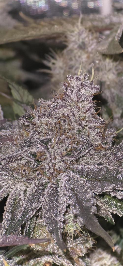Wrank R2 microgrower's pheno-hunting. Week 15