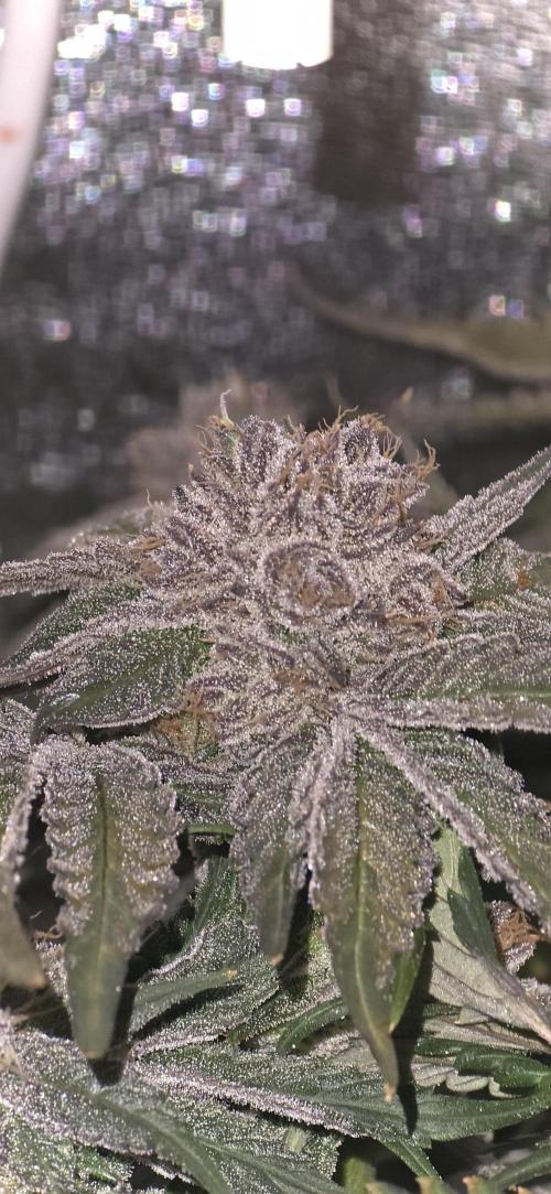 Wrank R2 microgrower's pheno-hunting. Week 15