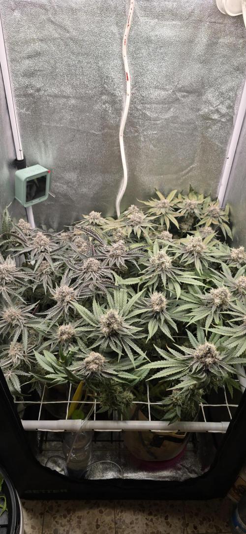 Wrank R2 microgrower's pheno-hunting. Week 15