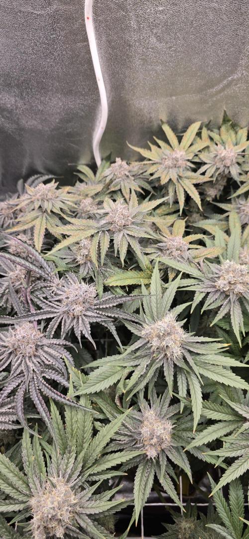Wrank R2 microgrower's pheno-hunting. Week 15