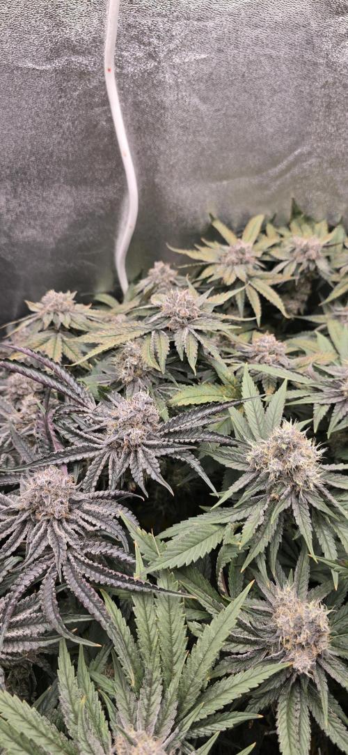 Wrank R2 microgrower's pheno-hunting. Week 15