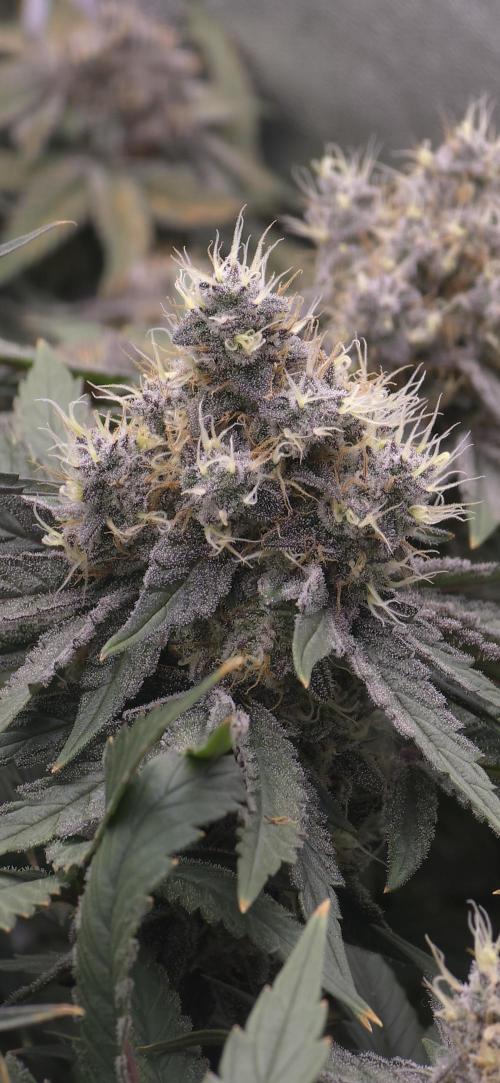 Wrank R2 microgrower's pheno-hunting. Week 15