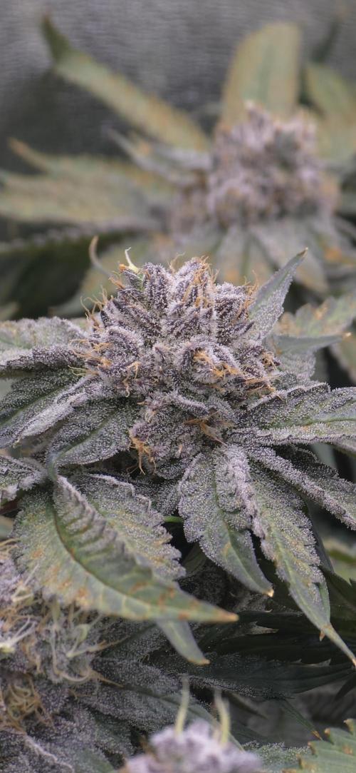 Wrank R2 microgrower's pheno-hunting. Week 15