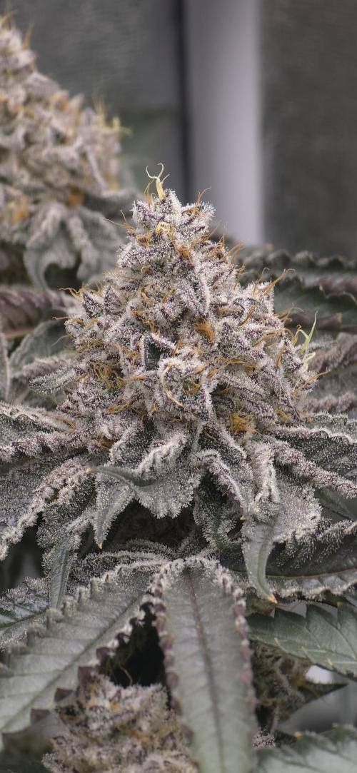 Wrank R2 microgrower's pheno-hunting. Week 15