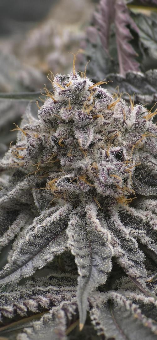 Wrank R2 microgrower's pheno-hunting. Week 15