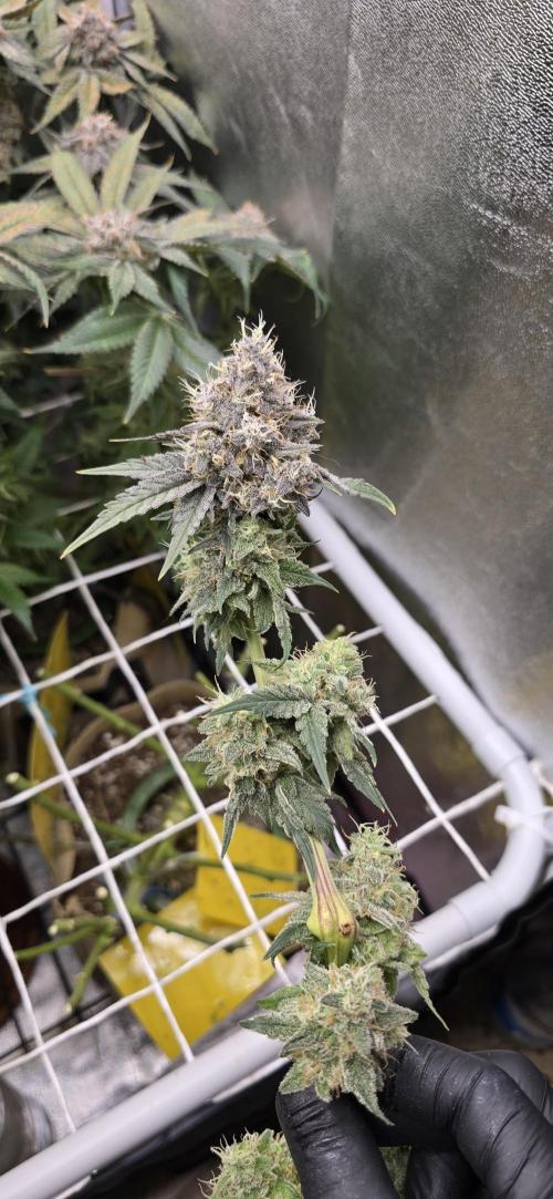 Wrank R2 microgrower's pheno-hunting. Week 15