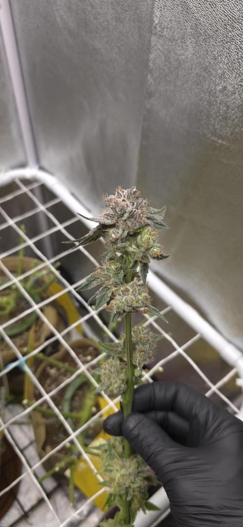 Wrank R2 microgrower's pheno-hunting. Week 15